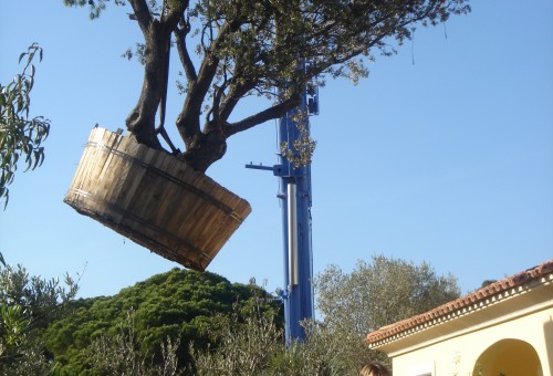 Transport aérien d'un olivier