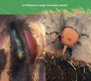 Palmier, charançon rouge