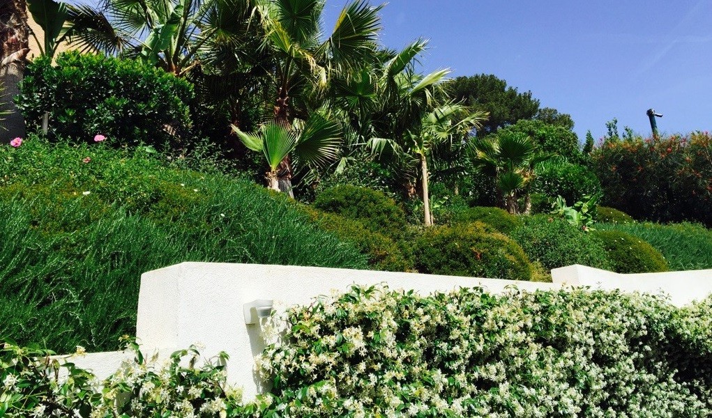 Plantations d'ornement, palmiers bananiers