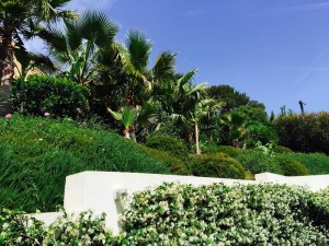 Bananier, palmiers, plantations d'ornement