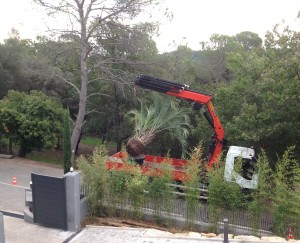 bruno paysage transport palmier